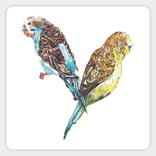 Budgies Budgies Magnet